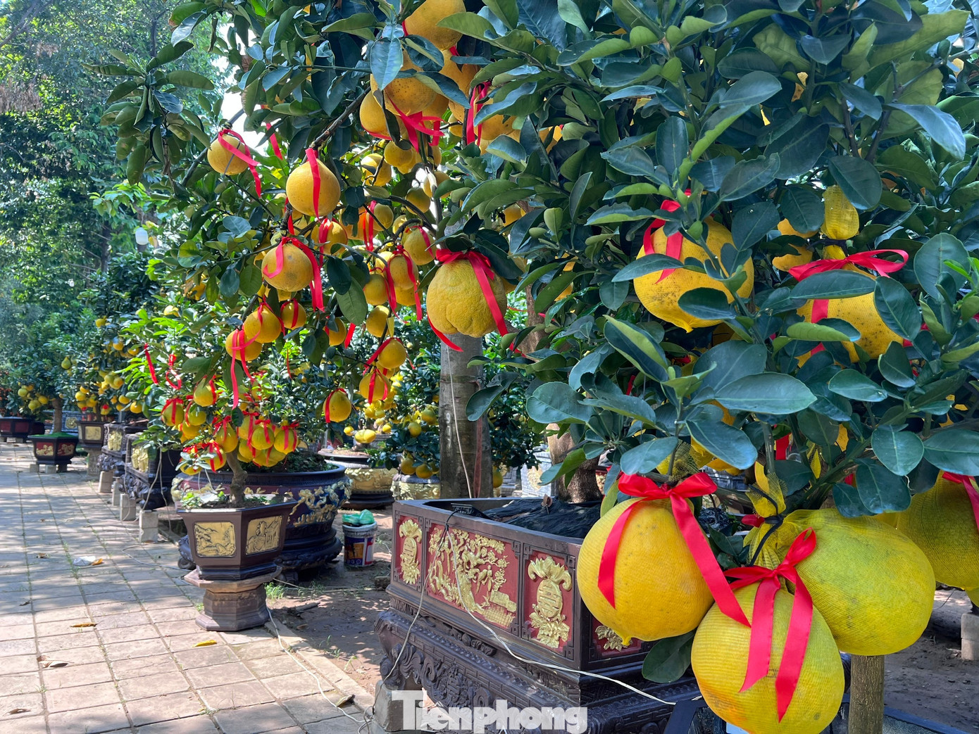 Đ&atilde; mắt ngắm vườn bưởi Diễn tiền tỷ mỗi năm tụ họp một lần tại TPHCM- Ảnh 8.