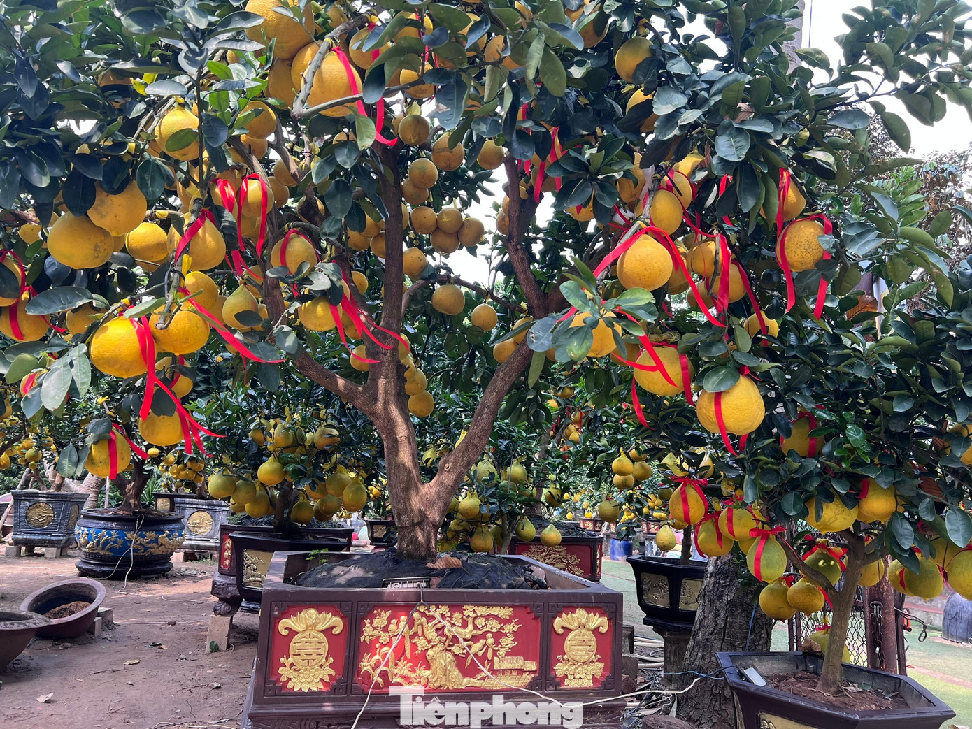 Đ&atilde; mắt ngắm vườn bưởi Diễn tiền tỷ mỗi năm tụ họp một lần tại TPHCM- Ảnh 3.