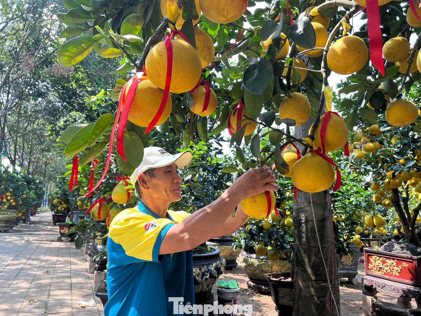 Đ&atilde; mắt ngắm vườn bưởi Diễn tiền tỷ mỗi năm tụ họp một lần tại TPHCM- Ảnh 4.