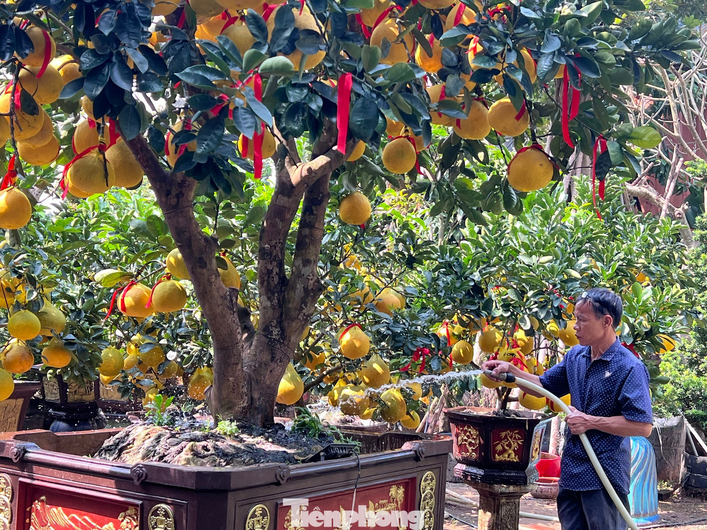 Đ&atilde; mắt ngắm vườn bưởi Diễn tiền tỷ mỗi năm tụ họp một lần tại TPHCM- Ảnh 13.