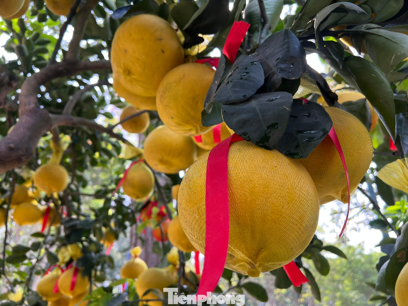 Đ&atilde; mắt ngắm vườn bưởi Diễn tiền tỷ mỗi năm tụ họp một lần tại TPHCM- Ảnh 5.