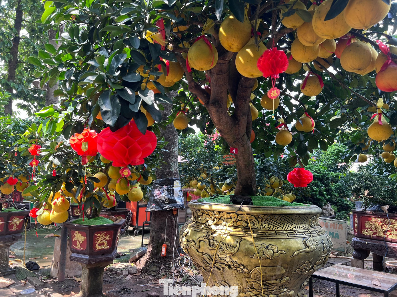 Đ&atilde; mắt ngắm vườn bưởi Diễn tiền tỷ mỗi năm tụ họp một lần tại TPHCM- Ảnh 11.