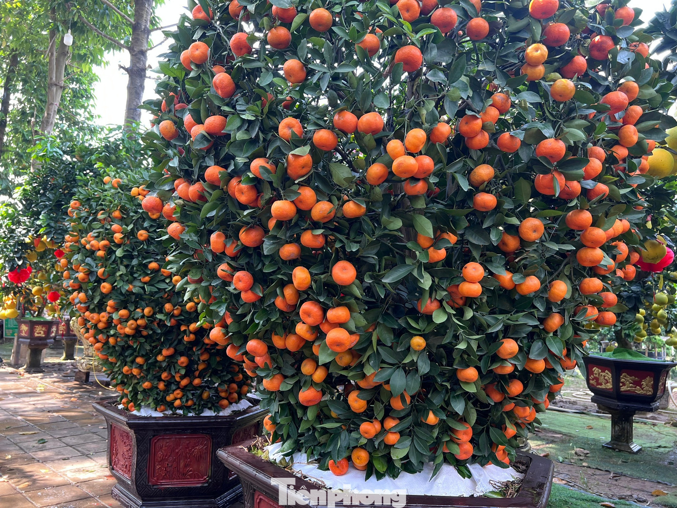 Đ&atilde; mắt ngắm vườn bưởi Diễn tiền tỷ mỗi năm tụ họp một lần tại TPHCM- Ảnh 9.