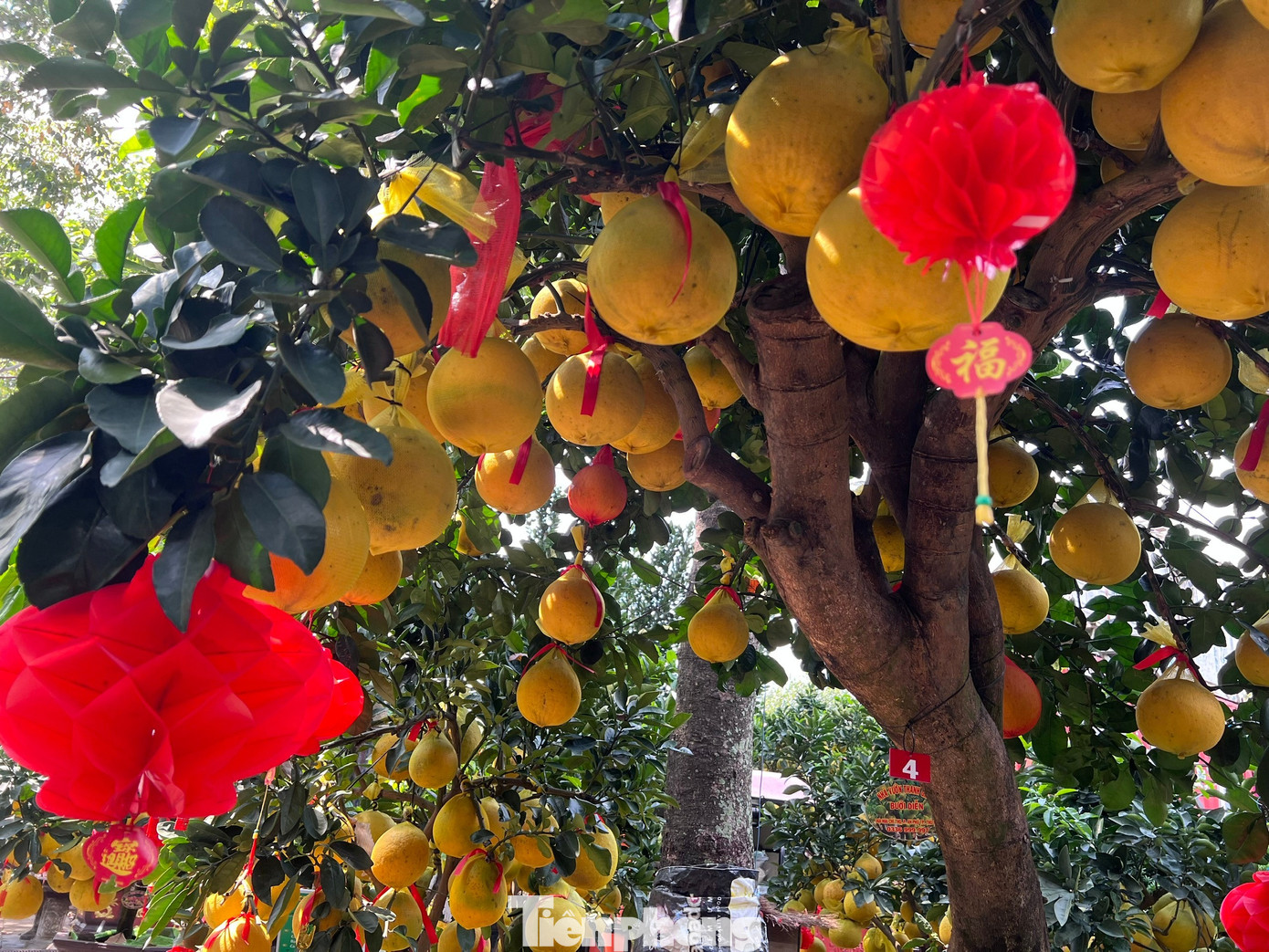 Đ&atilde; mắt ngắm vườn bưởi Diễn tiền tỷ mỗi năm tụ họp một lần tại TPHCM- Ảnh 2.
