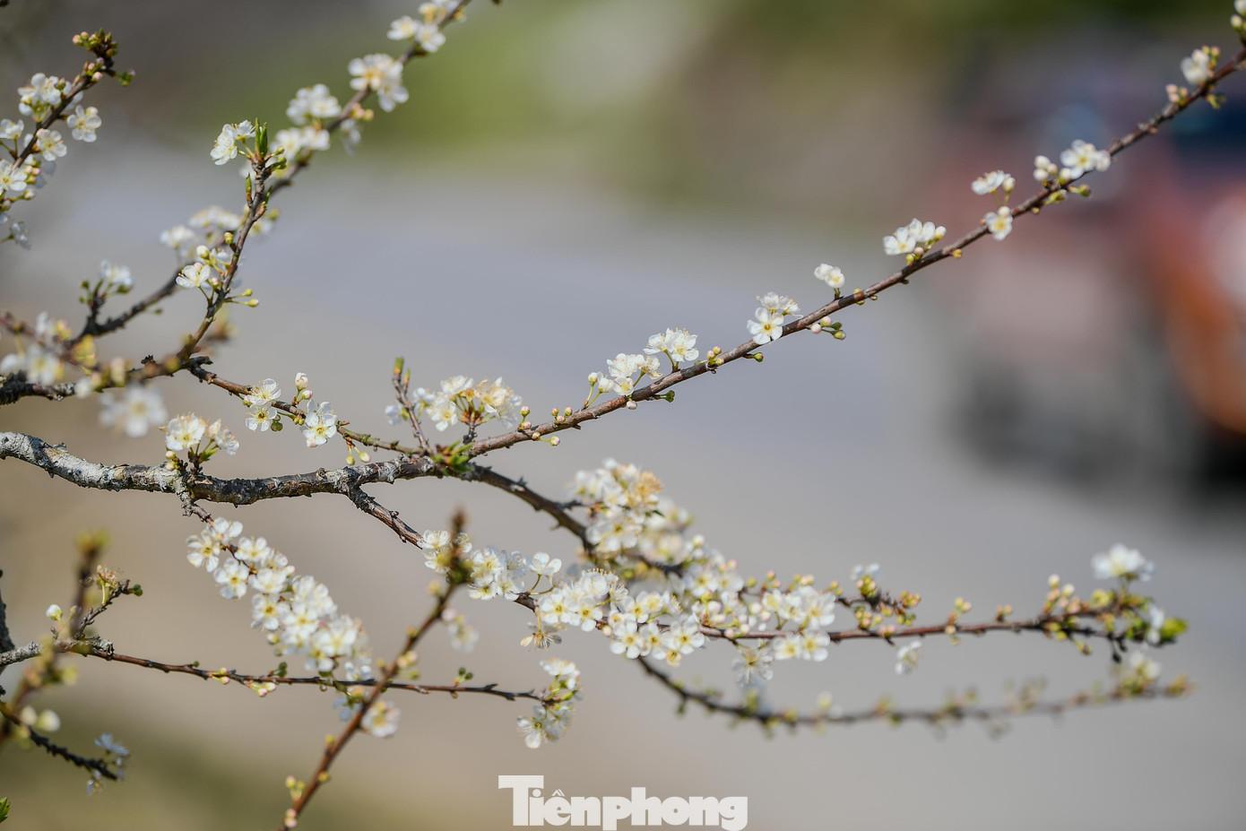 Đ&agrave;o, mận Mộc Ch&acirc;u h&uacute;t kh&aacute;ch chơi Tết sớm- Ảnh 18.