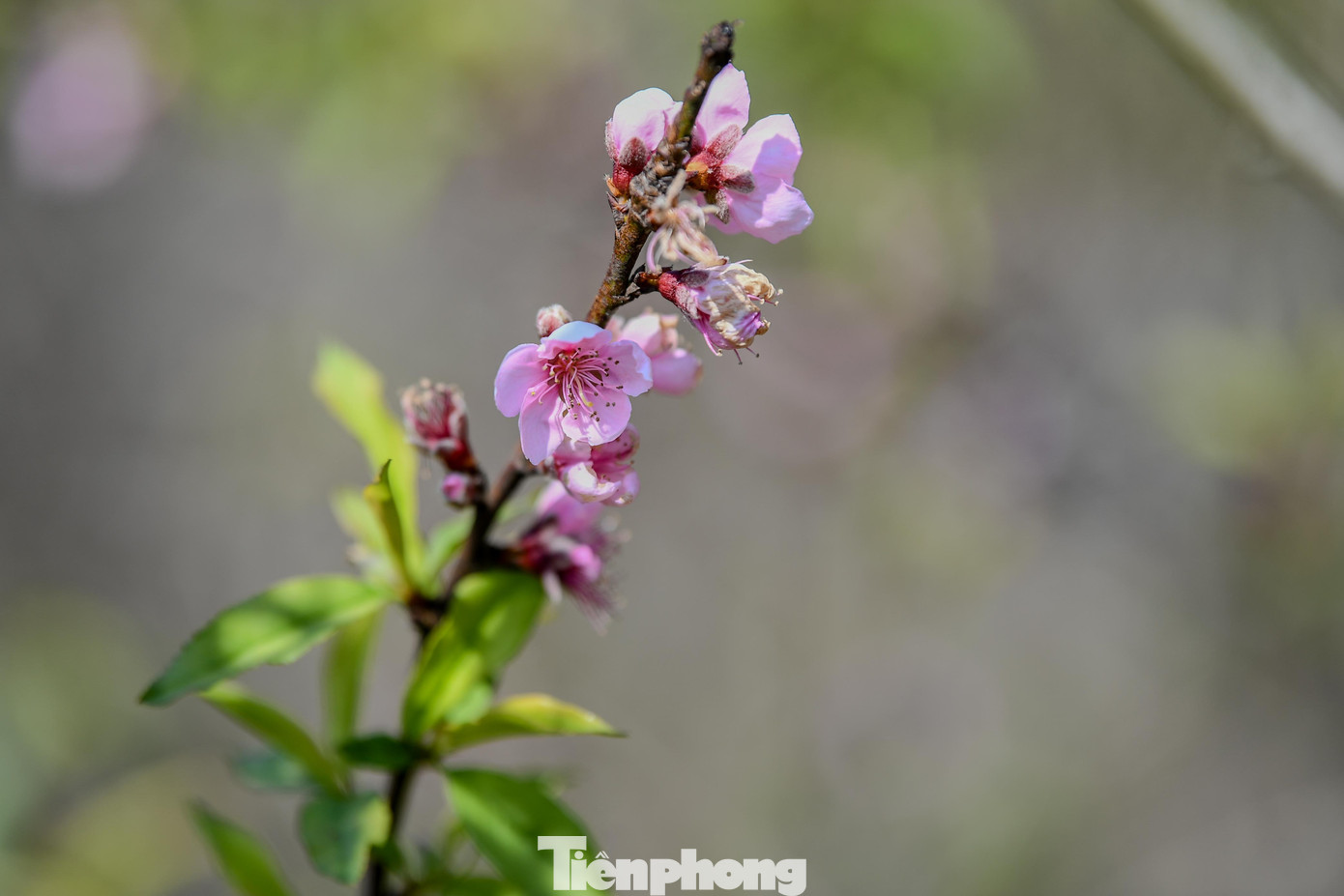 Đ&agrave;o, mận Mộc Ch&acirc;u h&uacute;t kh&aacute;ch chơi Tết sớm- Ảnh 15.