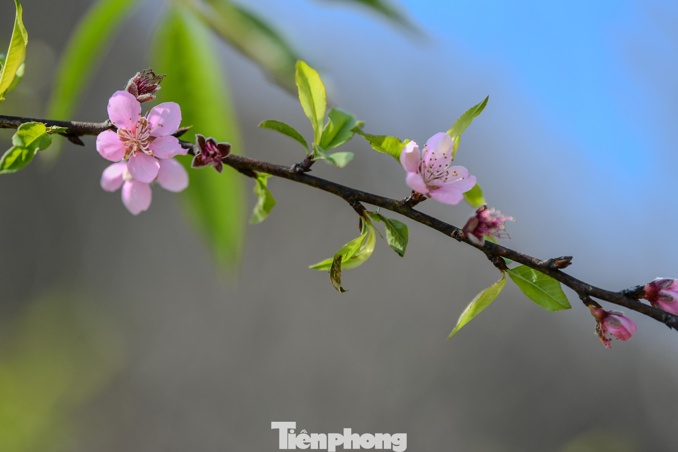 Đ&agrave;o, mận Mộc Ch&acirc;u h&uacute;t kh&aacute;ch chơi Tết sớm- Ảnh 16.