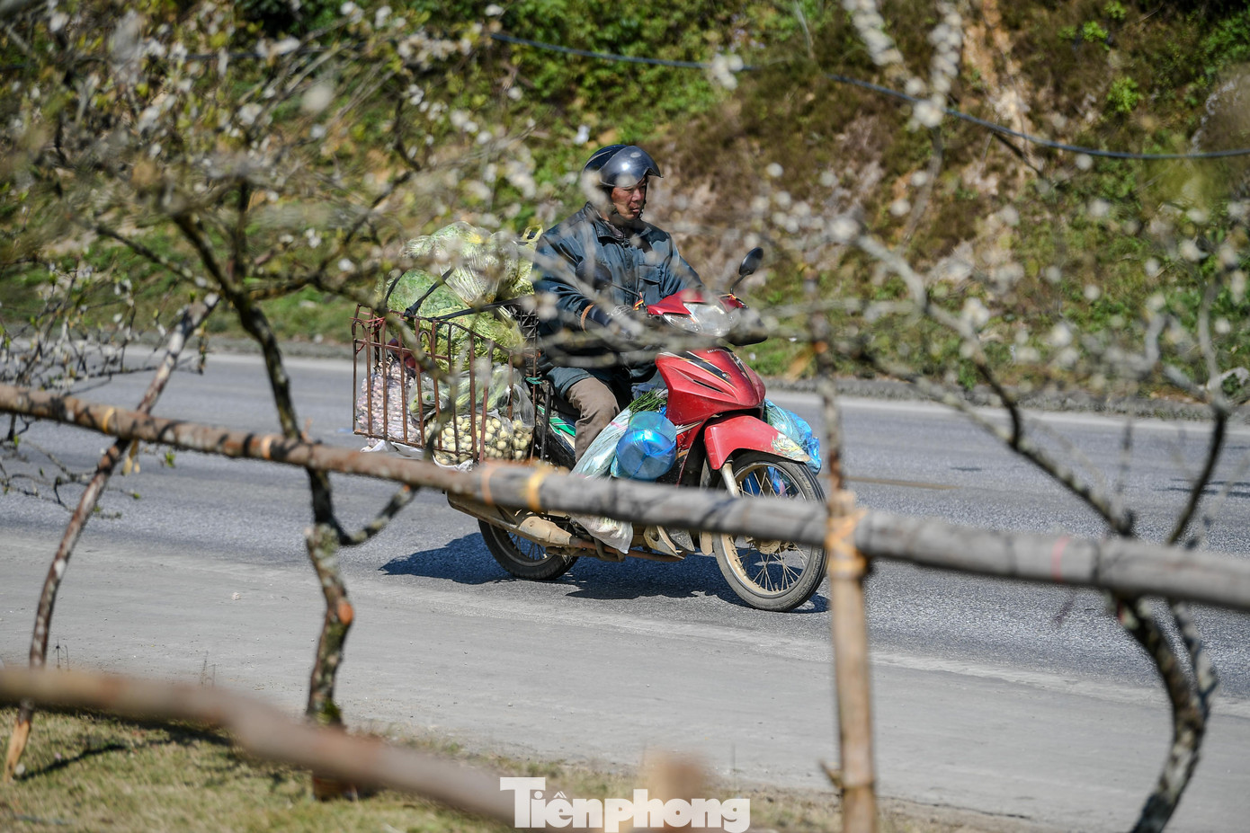 Đ&agrave;o, mận Mộc Ch&acirc;u h&uacute;t kh&aacute;ch chơi Tết sớm- Ảnh 19.
