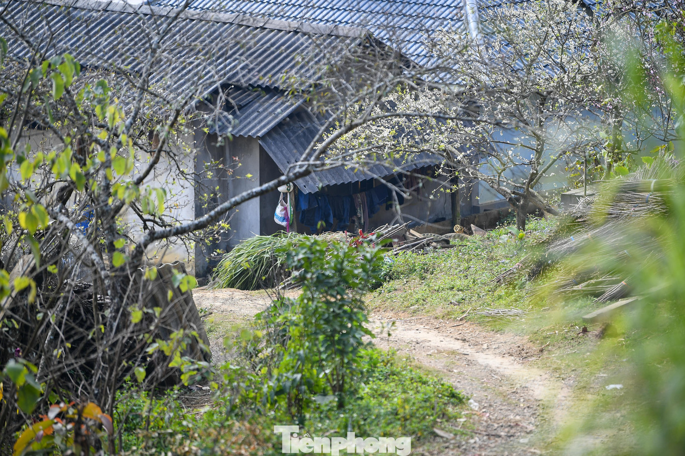 Đ&agrave;o, mận Mộc Ch&acirc;u h&uacute;t kh&aacute;ch chơi Tết sớm- Ảnh 5.