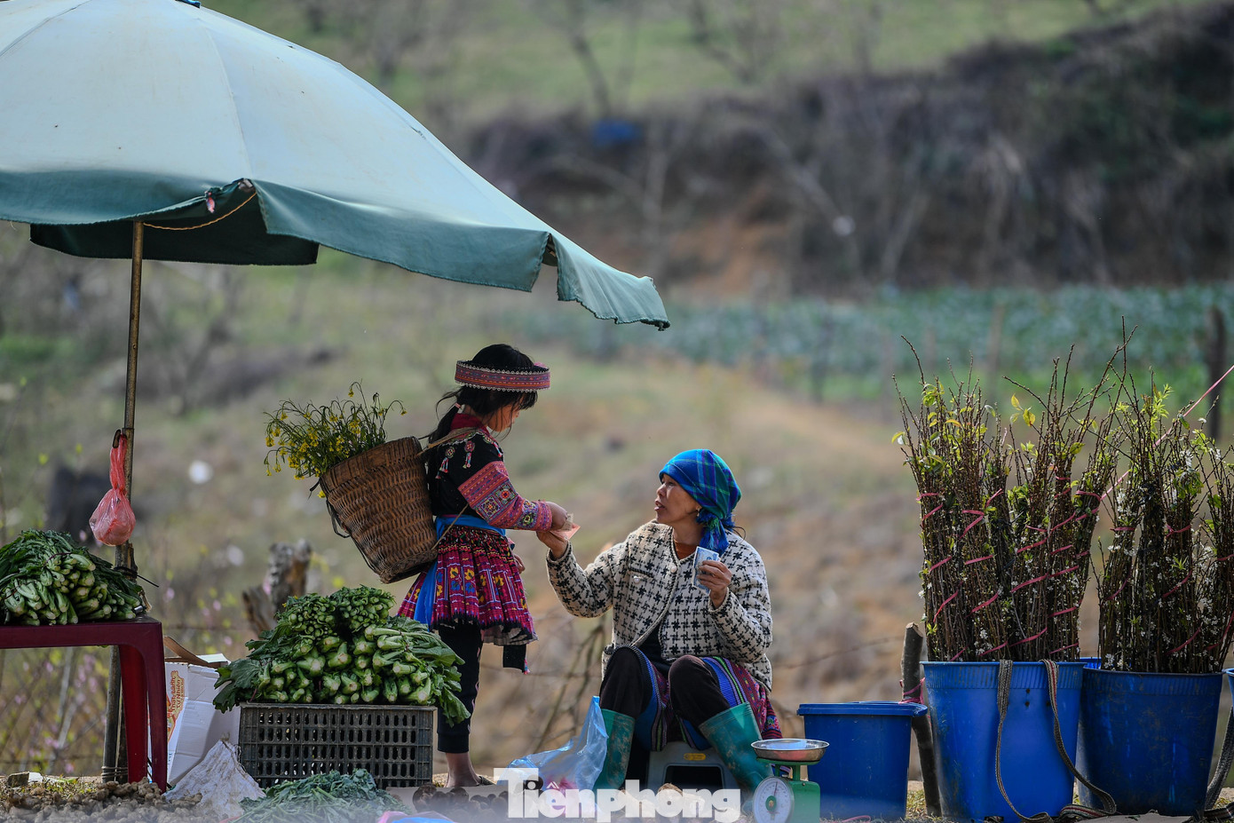 Đ&agrave;o, mận Mộc Ch&acirc;u h&uacute;t kh&aacute;ch chơi Tết sớm- Ảnh 2.