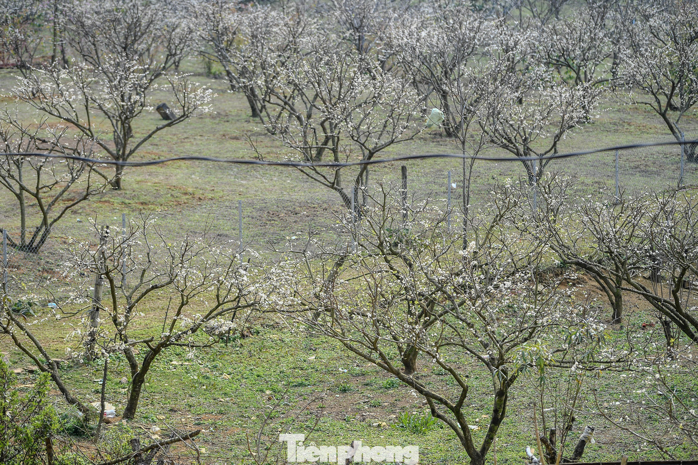 Đ&agrave;o, mận Mộc Ch&acirc;u h&uacute;t kh&aacute;ch chơi Tết sớm- Ảnh 4.