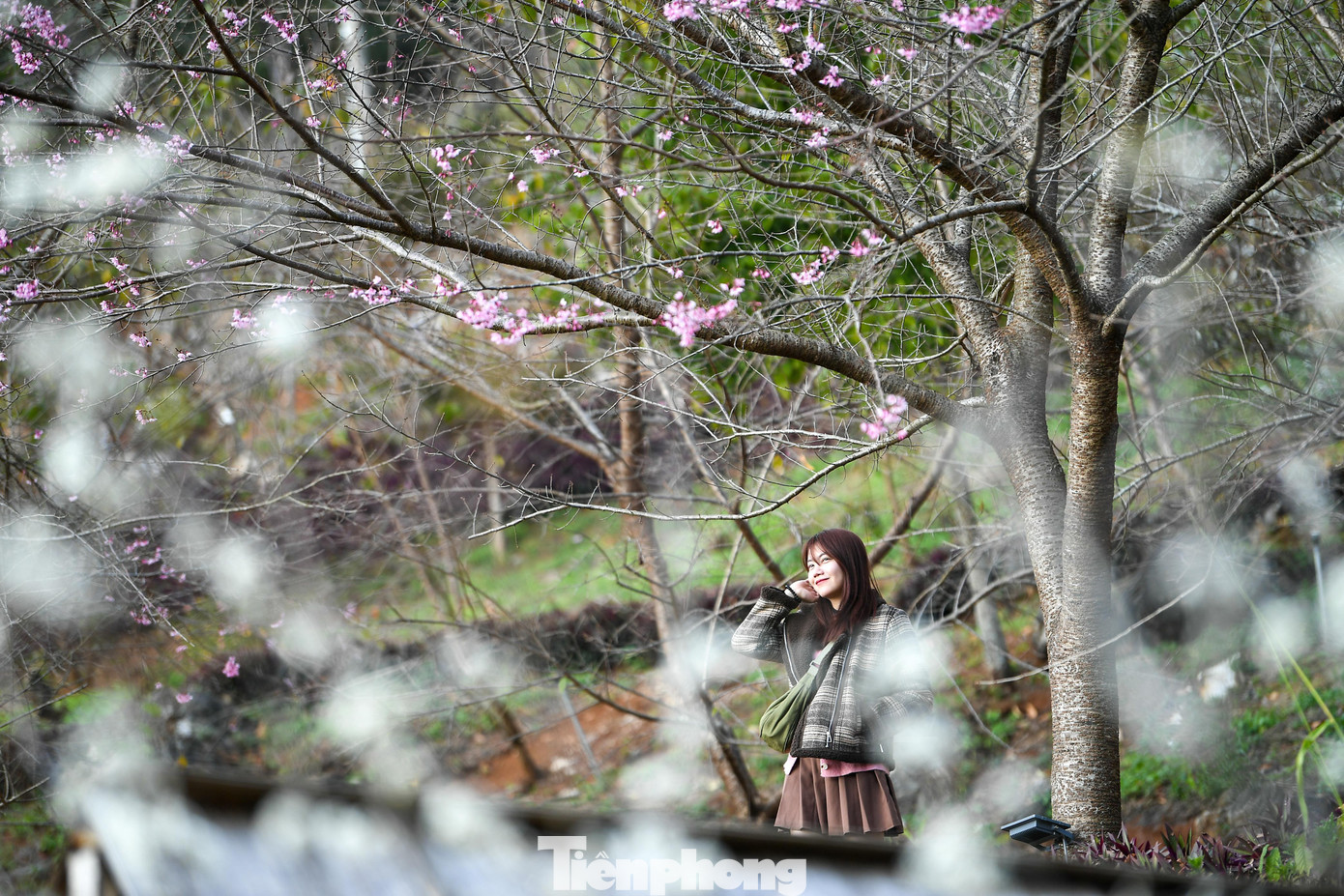 Đ&agrave;o, mận Mộc Ch&acirc;u h&uacute;t kh&aacute;ch chơi Tết sớm- Ảnh 14.