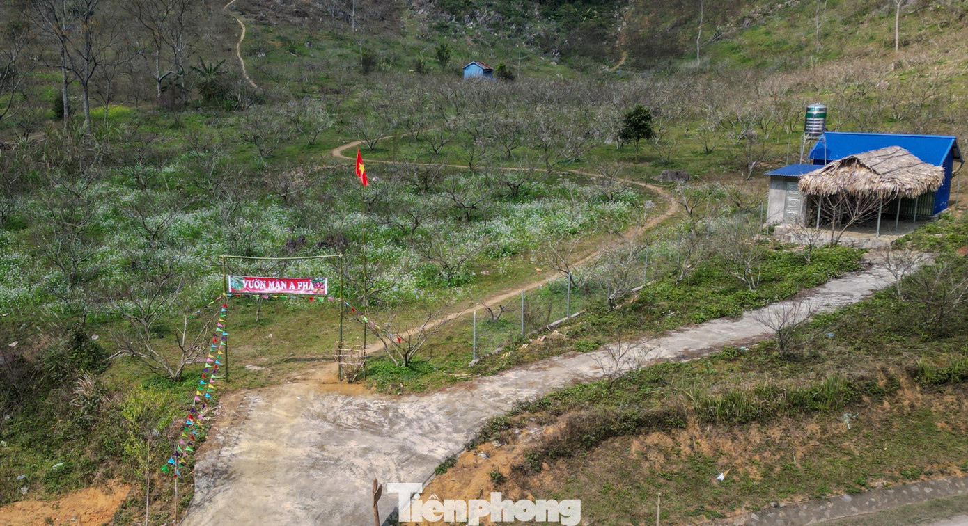 Đ&agrave;o, mận Mộc Ch&acirc;u h&uacute;t kh&aacute;ch chơi Tết sớm- Ảnh 6.