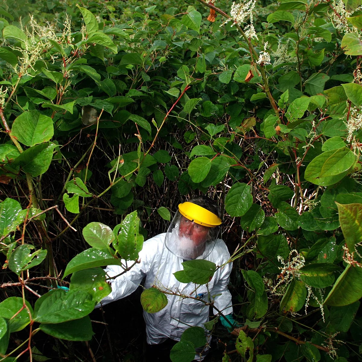 Lo&agrave;i c&acirc;y &ldquo;&aacute;c mộng&rdquo; khiến Anh phải chi hơn 8.733 tỷ đồng/năm để ti&ecirc;u diệt: Đ&acirc;m thủng cả b&ecirc; t&ocirc;ng, cao th&ecirc;m 2,5m chỉ trong 1 th&aacute;ng- Ảnh 1.