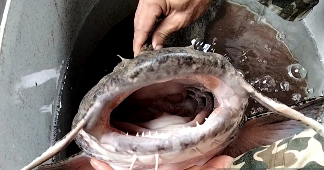 "Ch&uacute;a tể l&ograve;ng s&ocirc;ng L&ocirc;" hung tợn bậc nhất v&ugrave;ng nước ngọt, từng được tiến Vua- Ảnh 1.