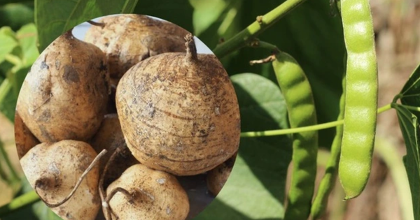 Củ đậu v&iacute; như 