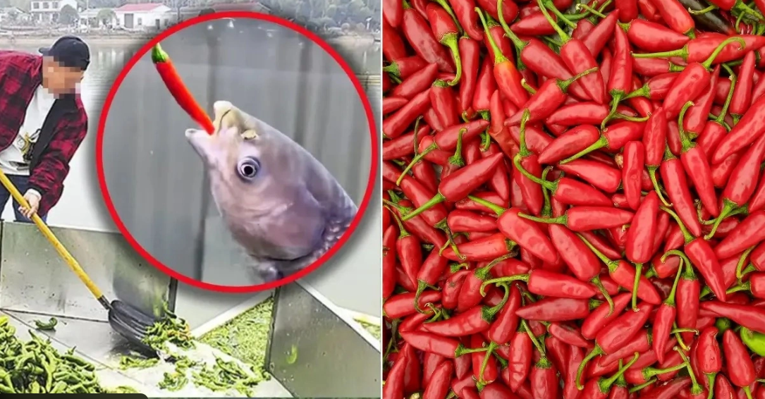 Nghe như đùa: Ao cá tại Trung Quốc được cho ăn 5 tấn ớt mỗi ngày, điểm lạ chỉ lộ ra khi thu hoạch- Ảnh 1. Nghe như đùa: Ao cá tại Trung Quốc được cho ăn 5 tấn ớt mỗi ngày, điểm lạ chỉ lộ ra khi thu hoạch- Ảnh 1.