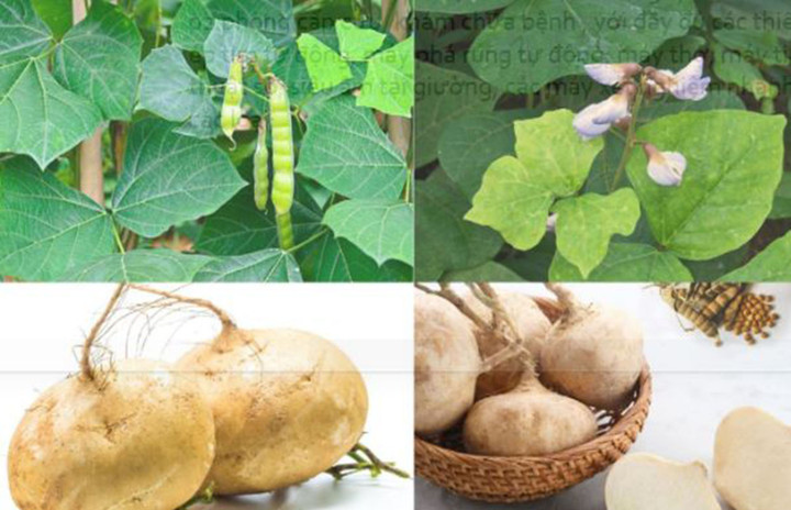 &Iacute;t ai biết, củ đậu rất ngon nhưng hạt củ đậu chứa chất độc cực nguy hiểm- Ảnh 1.