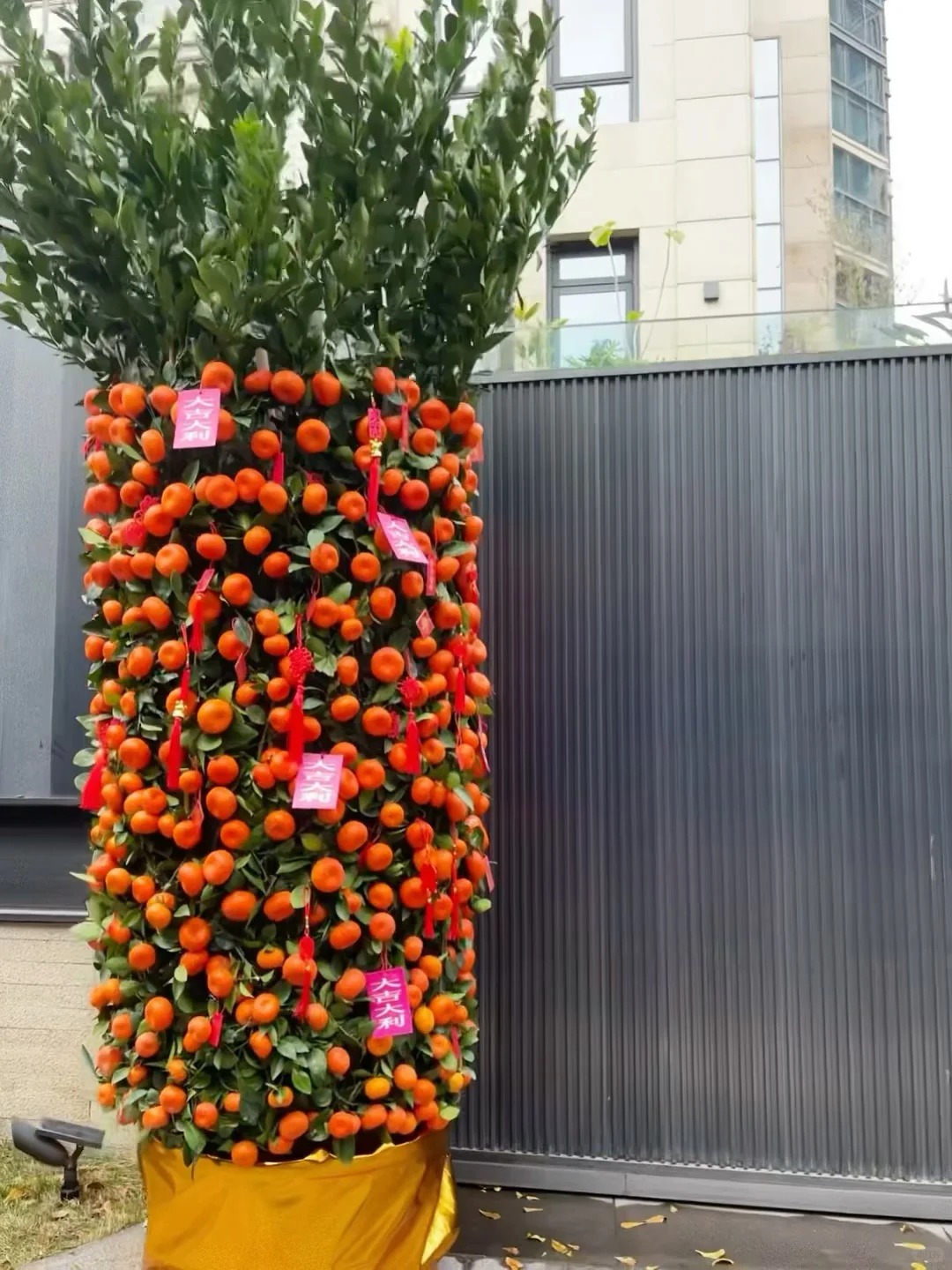 Nh&agrave; gi&agrave;u chưng Tết kh&ocirc;ng chọn chậu nhỏ, v&igrave; sao "lộc b&igrave;nh quất" khổng lồ lại được giới thượng lưu săn l&ugrave;ng r&aacute;o riết để đ&oacute;n năm mới?- Ảnh 12.