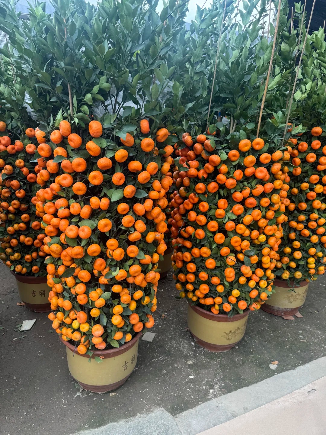 Nh&agrave; gi&agrave;u chưng Tết kh&ocirc;ng chọn chậu nhỏ, v&igrave; sao "lộc b&igrave;nh quất" khổng lồ lại được giới thượng lưu săn l&ugrave;ng r&aacute;o riết để đ&oacute;n năm mới?- Ảnh 8.