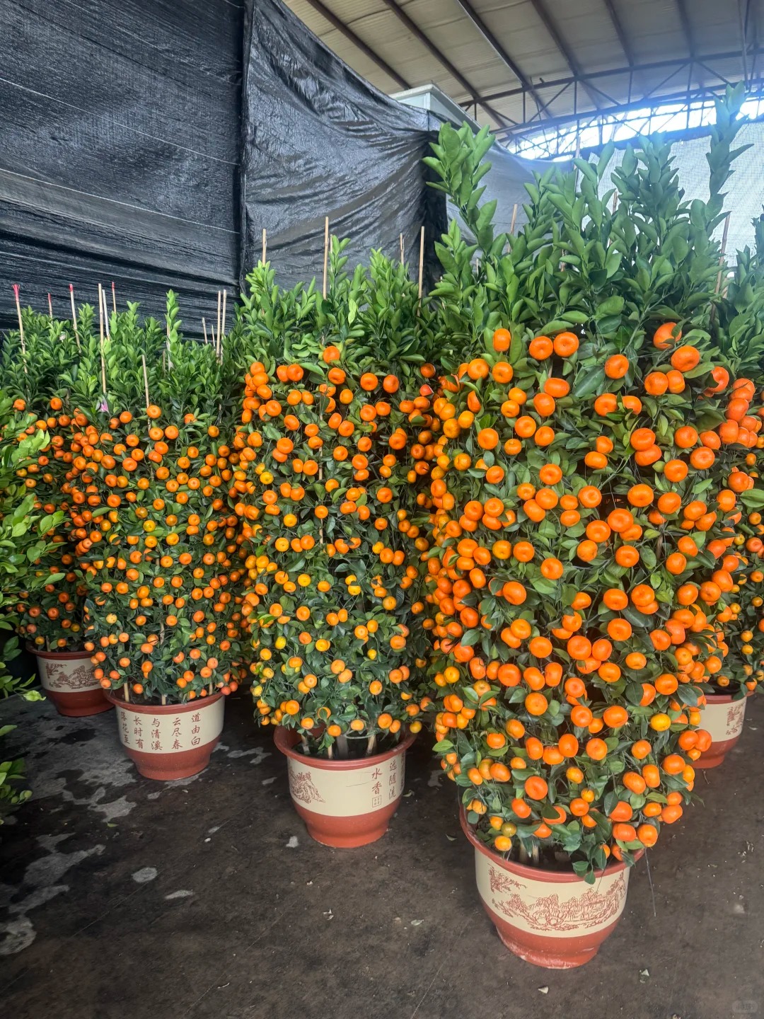 Nh&agrave; gi&agrave;u chưng Tết kh&ocirc;ng chọn chậu nhỏ, v&igrave; sao "lộc b&igrave;nh quất" khổng lồ lại được giới thượng lưu săn l&ugrave;ng r&aacute;o riết để đ&oacute;n năm mới?- Ảnh 9.