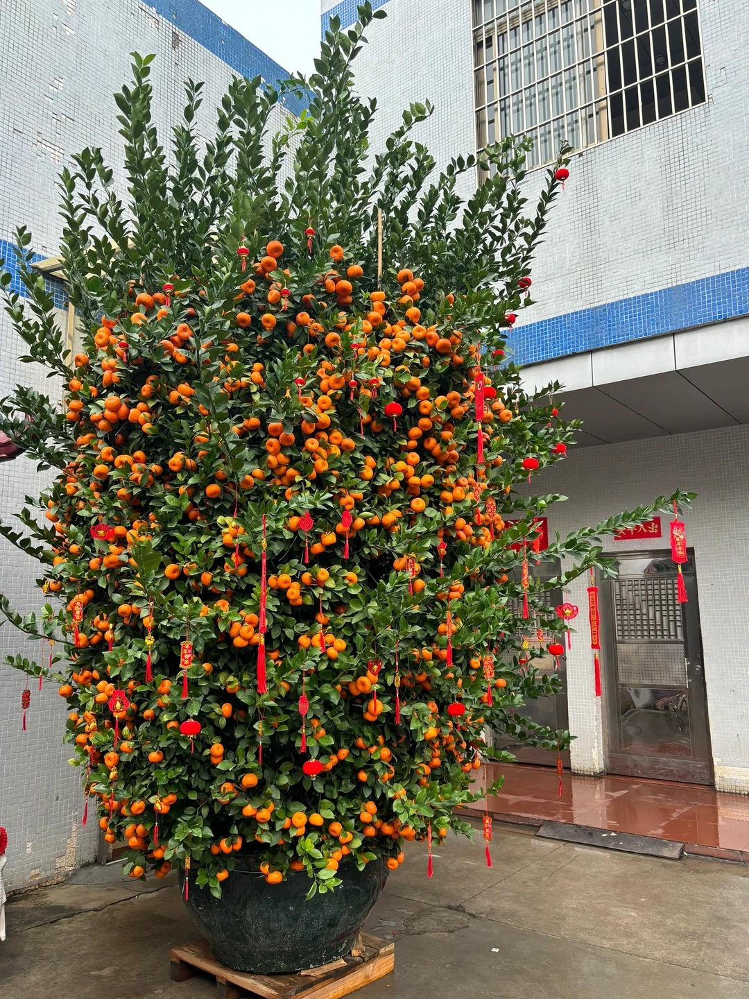 Nh&agrave; gi&agrave;u chưng Tết kh&ocirc;ng chọn chậu nhỏ, v&igrave; sao "lộc b&igrave;nh quất" khổng lồ lại được giới thượng lưu săn l&ugrave;ng r&aacute;o riết để đ&oacute;n năm mới?- Ảnh 4.