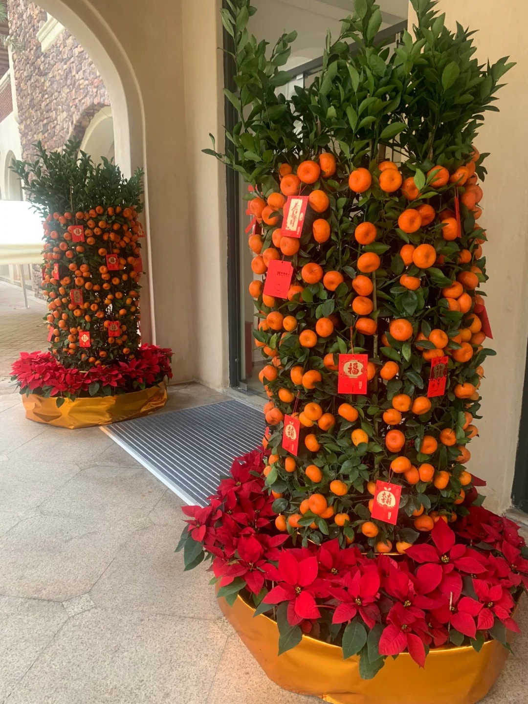 Nh&agrave; gi&agrave;u chưng Tết kh&ocirc;ng chọn chậu nhỏ, v&igrave; sao "lộc b&igrave;nh quất" khổng lồ lại được giới thượng lưu săn l&ugrave;ng r&aacute;o riết để đ&oacute;n năm mới?- Ảnh 2.