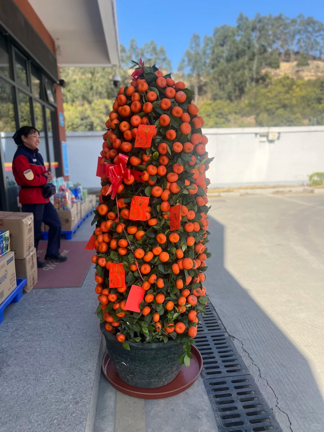 Nh&agrave; gi&agrave;u chưng Tết kh&ocirc;ng chọn chậu nhỏ, v&igrave; sao "lộc b&igrave;nh quất" khổng lồ lại được giới thượng lưu săn l&ugrave;ng r&aacute;o riết để đ&oacute;n năm mới?- Ảnh 3.