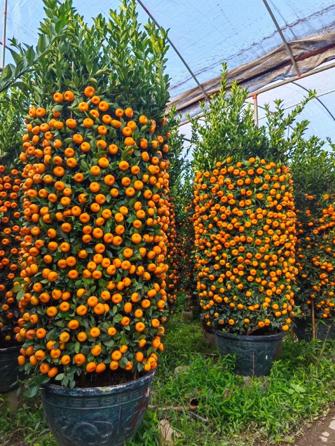 Nh&agrave; gi&agrave;u chưng Tết kh&ocirc;ng chọn chậu nhỏ, v&igrave; sao "lộc b&igrave;nh quất" khổng lồ lại được giới thượng lưu săn l&ugrave;ng r&aacute;o riết để đ&oacute;n năm mới?- Ảnh 16.