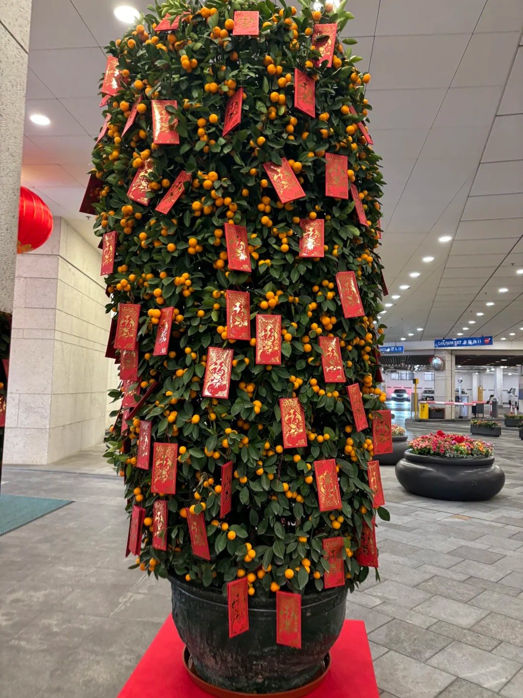 Nh&agrave; gi&agrave;u chưng Tết kh&ocirc;ng chọn chậu nhỏ, v&igrave; sao "lộc b&igrave;nh quất" khổng lồ lại được giới thượng lưu săn l&ugrave;ng r&aacute;o riết để đ&oacute;n năm mới?- Ảnh 5.