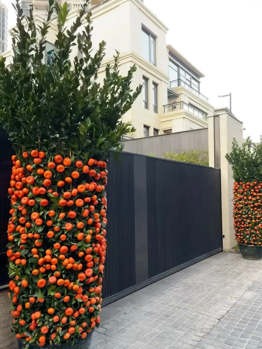 Nh&agrave; gi&agrave;u chưng Tết kh&ocirc;ng chọn chậu nhỏ, v&igrave; sao "lộc b&igrave;nh quất" khổng lồ lại được giới thượng lưu săn l&ugrave;ng r&aacute;o riết để đ&oacute;n năm mới?- Ảnh 10.