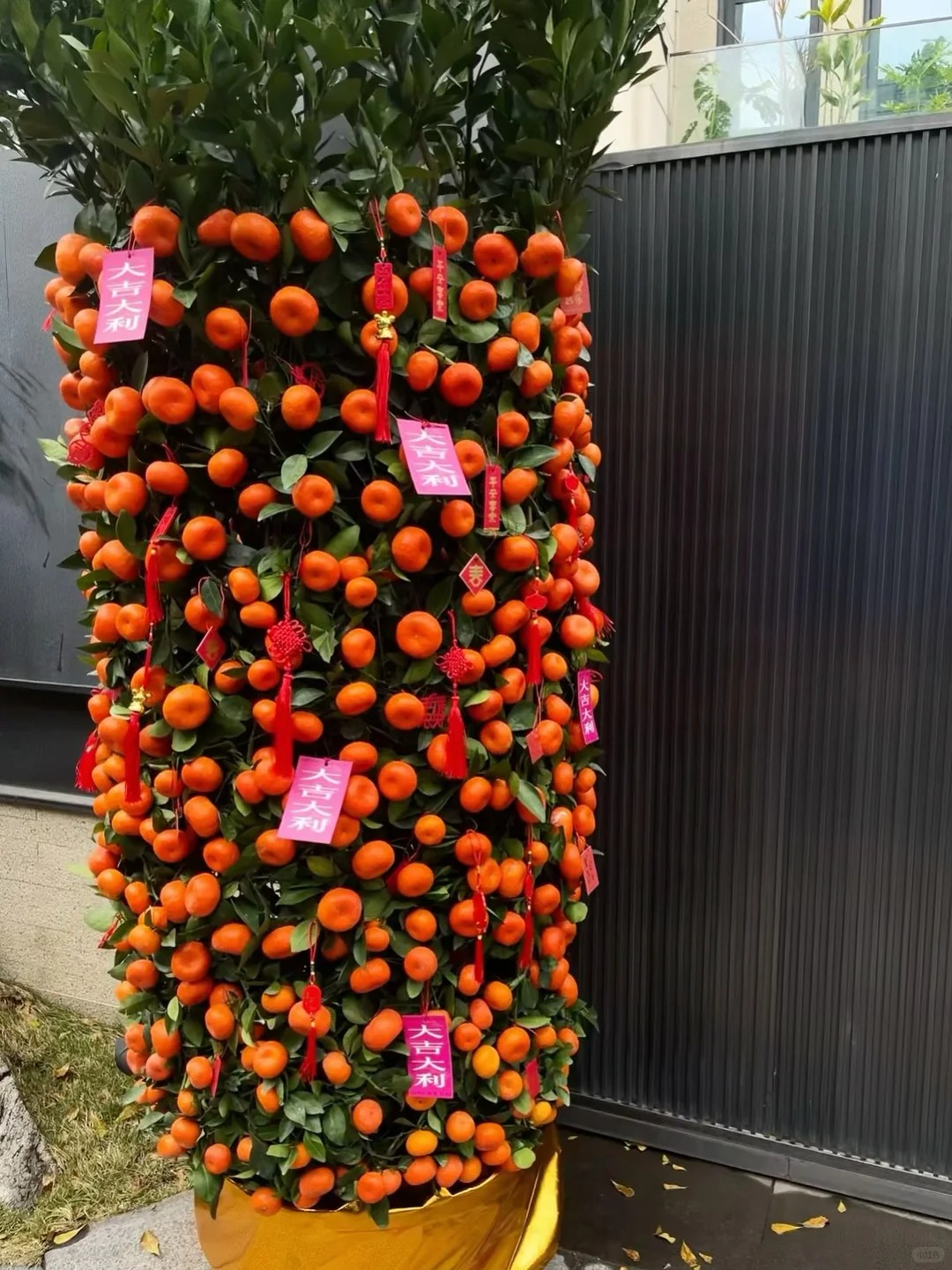 Nh&agrave; gi&agrave;u chưng Tết kh&ocirc;ng chọn chậu nhỏ, v&igrave; sao "lộc b&igrave;nh quất" khổng lồ lại được giới thượng lưu săn l&ugrave;ng r&aacute;o riết để đ&oacute;n năm mới?- Ảnh 11.