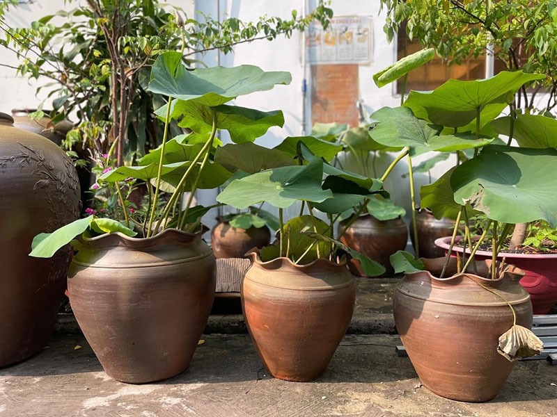 "Đặc sản" trong nhà người miền Tây, cả nước muốn biết đáp án- Ảnh 5. "Đặc sản" trong nhà người miền Tây, cả nước muốn biết đáp án- Ảnh 5.