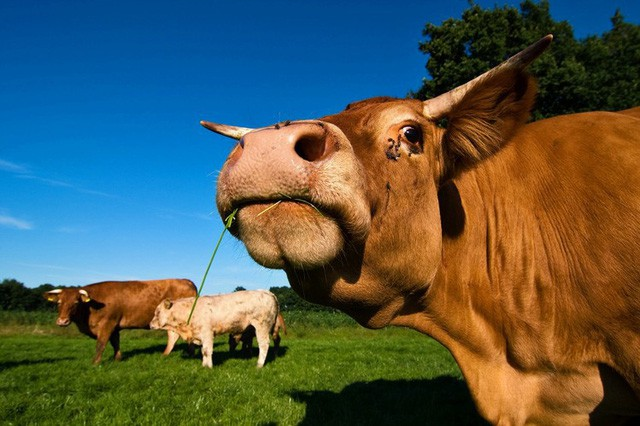 C&acirc;u đố: Một chữ trong tiếng Việt để nguy&ecirc;n l&agrave; con b&ograve;, bỏ bớt chữ vẫn l&agrave; con b&ograve;, ai thật sự nhanh tr&iacute; mới biết- Ảnh 2.