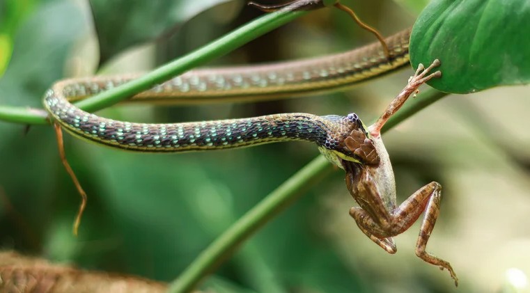 Việt Nam sở hữu một loại gia vị m&agrave; rắn rất sợ, d&ugrave;ng theo c&aacute;ch n&agrave;y hiệu quả bất ngờ- Ảnh 2.