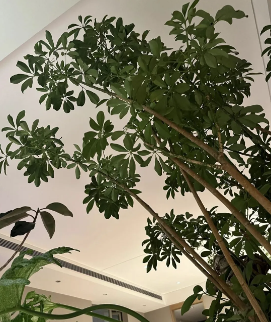 5 c&acirc;y thu h&uacute;t thịnh vượng, may mắn: Người gi&agrave;u chuộng trồng, người ngh&egrave;o chẳng để t&acirc;m- Ảnh 1.