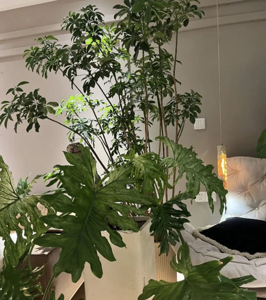 5 c&acirc;y thu h&uacute;t thịnh vượng, may mắn: Người gi&agrave;u chuộng trồng, người ngh&egrave;o chẳng để t&acirc;m- Ảnh 2.