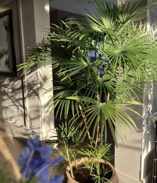 5 c&acirc;y thu h&uacute;t thịnh vượng, may mắn: Người gi&agrave;u chuộng trồng, người ngh&egrave;o chẳng để t&acirc;m- Ảnh 3.