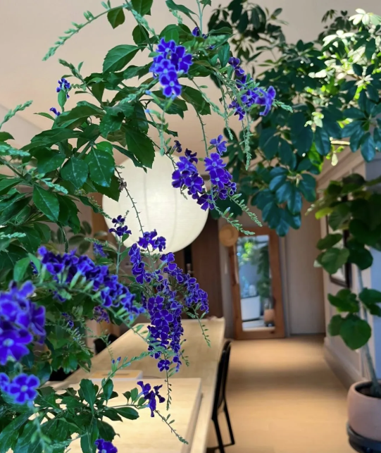 5 c&acirc;y thu h&uacute;t thịnh vượng, may mắn: Người gi&agrave;u chuộng trồng, người ngh&egrave;o chẳng để t&acirc;m- Ảnh 7.