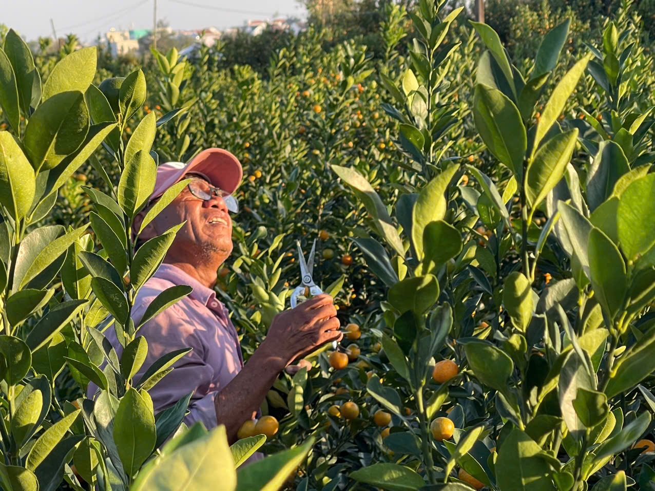 Đ&agrave; Nẵng: "Thủ phủ" quất cảnh Cẩm H&agrave; chạy đua nước r&uacute;t đ&oacute;n Tết B&iacute;nh Ngọ- Ảnh 5.