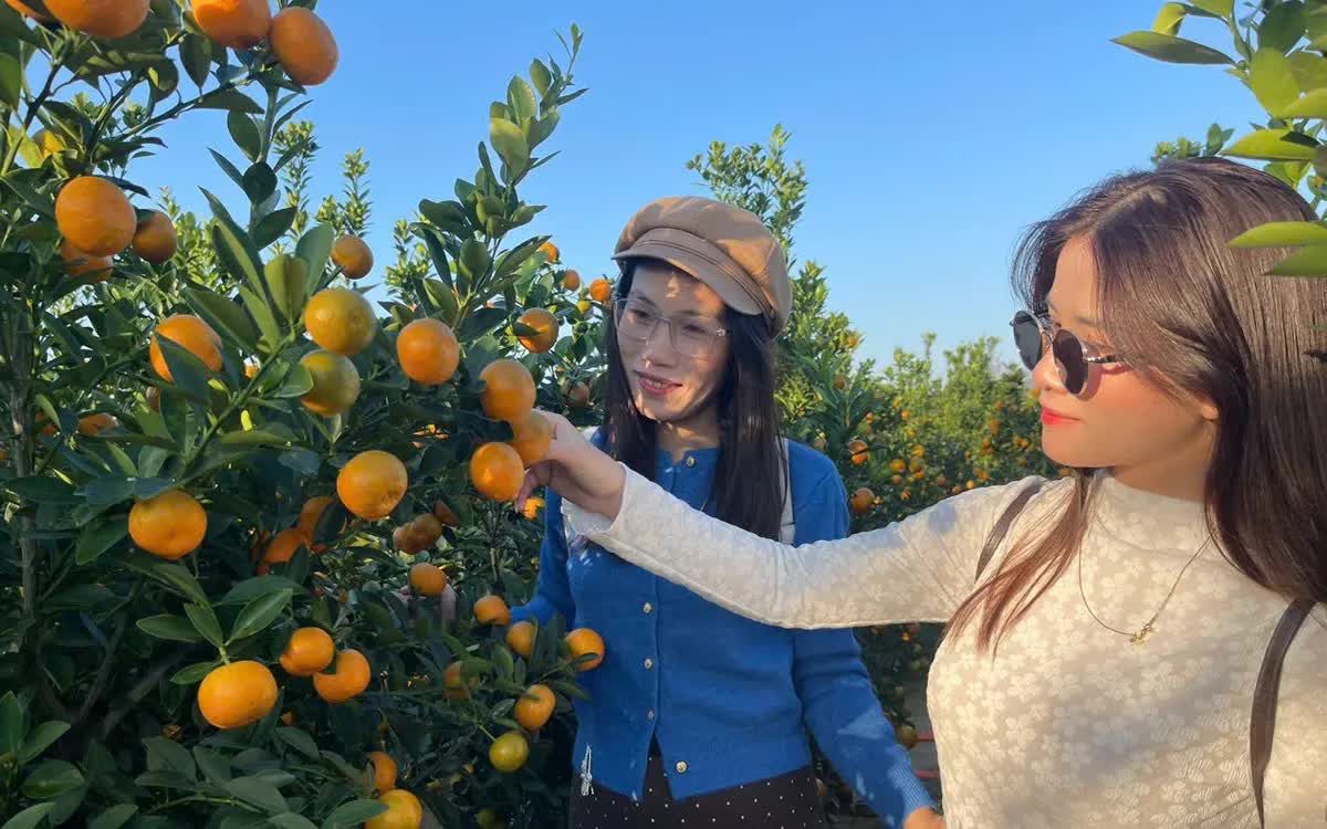 Đ&agrave; Nẵng: "Thủ phủ" quất cảnh Cẩm H&agrave; chạy đua nước r&uacute;t đ&oacute;n Tết B&iacute;nh Ngọ- Ảnh 1.