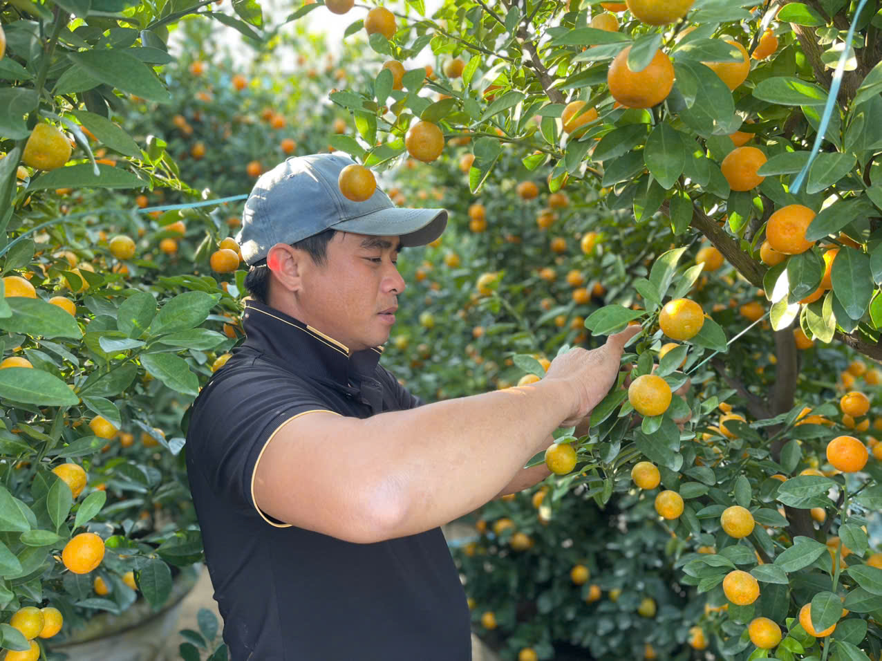 Đ&agrave; Nẵng: "Thủ phủ" quất cảnh Cẩm H&agrave; chạy đua nước r&uacute;t đ&oacute;n Tết B&iacute;nh Ngọ- Ảnh 3.