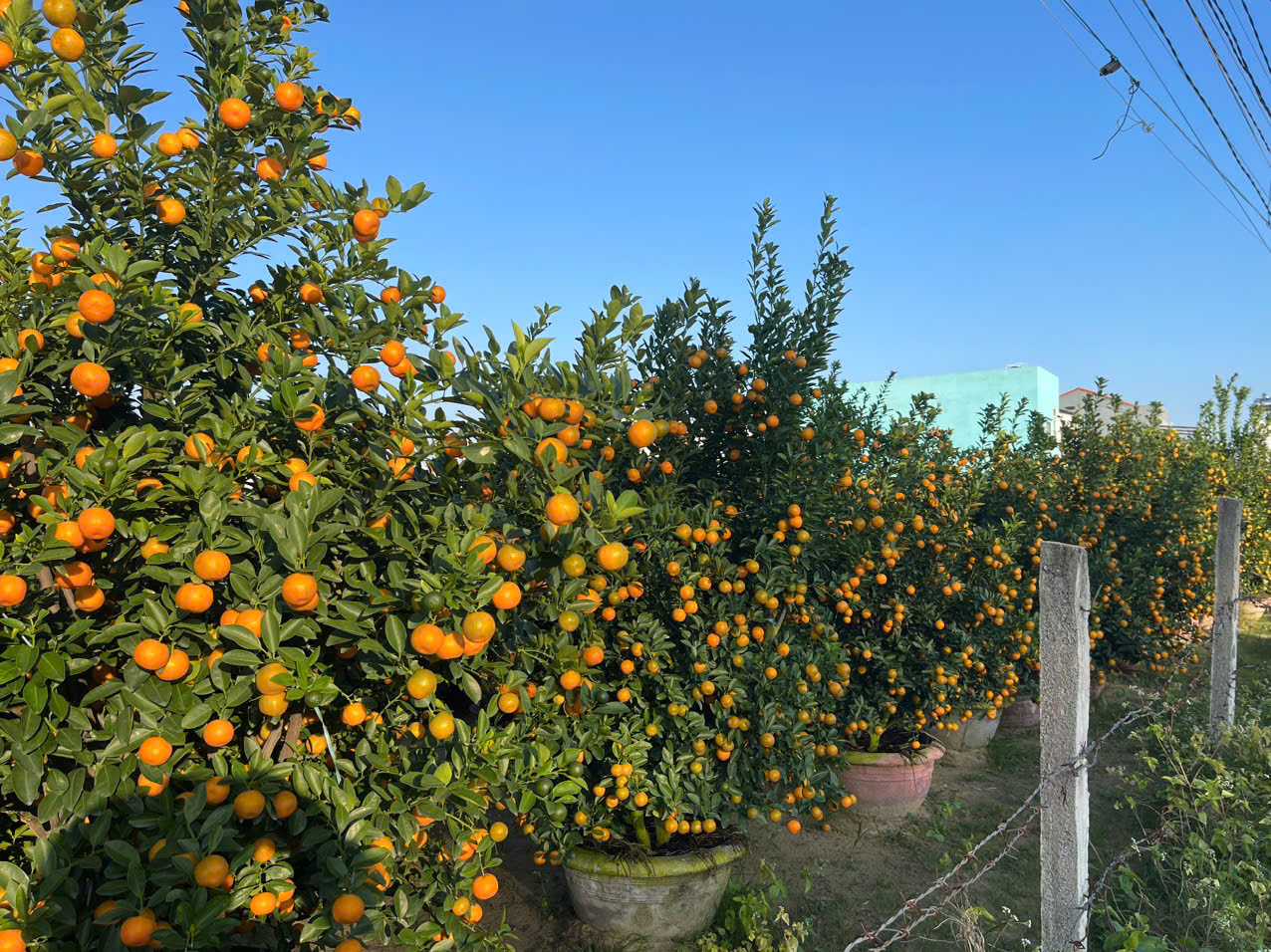 Đ&agrave; Nẵng: "Thủ phủ" quất cảnh Cẩm H&agrave; chạy đua nước r&uacute;t đ&oacute;n Tết B&iacute;nh Ngọ- Ảnh 7.