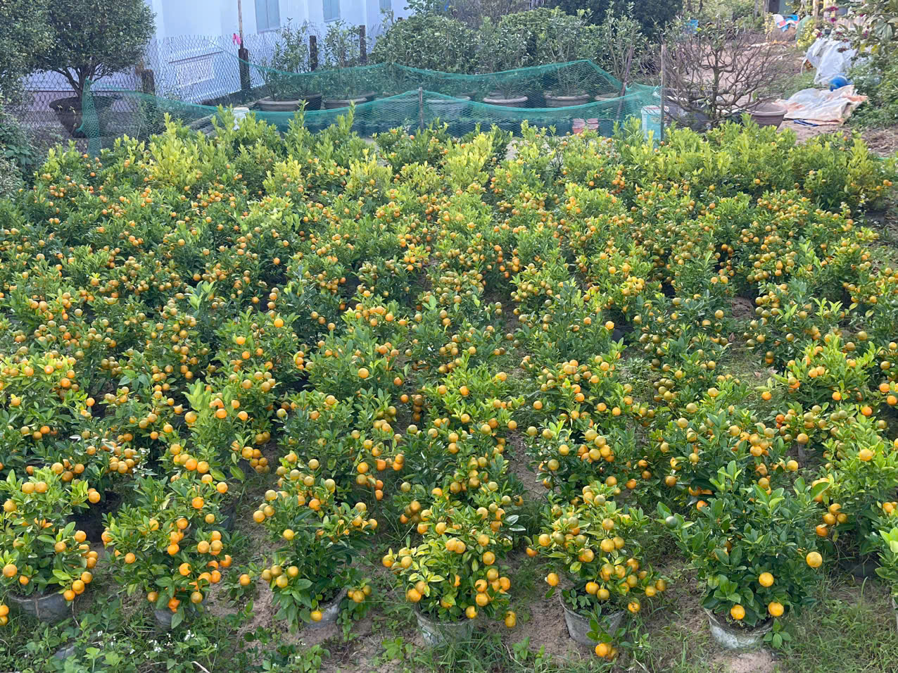 Đ&agrave; Nẵng: "Thủ phủ" quất cảnh Cẩm H&agrave; chạy đua nước r&uacute;t đ&oacute;n Tết B&iacute;nh Ngọ- Ảnh 4.