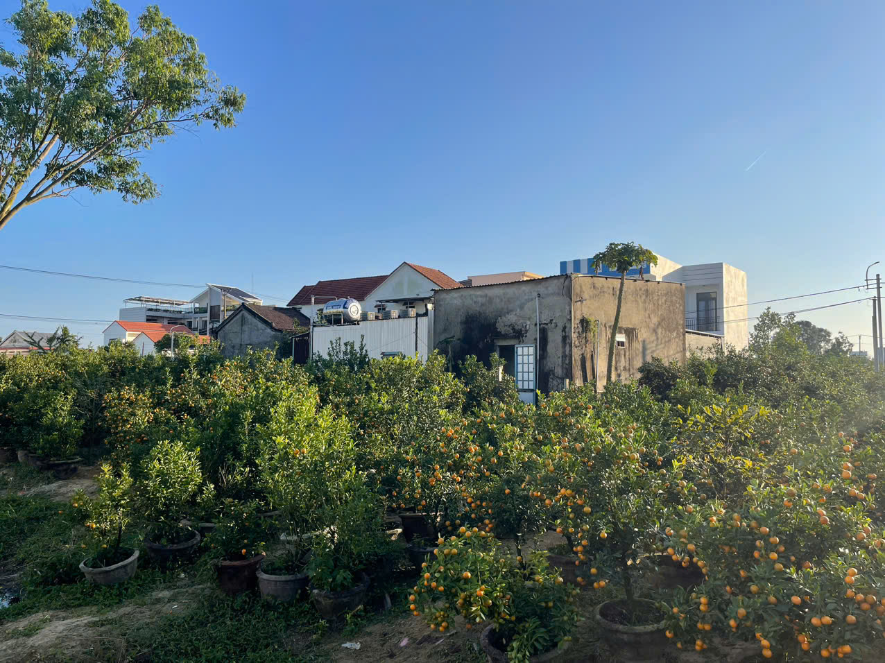 Đ&agrave; Nẵng: "Thủ phủ" quất cảnh Cẩm H&agrave; chạy đua nước r&uacute;t đ&oacute;n Tết B&iacute;nh Ngọ- Ảnh 8.