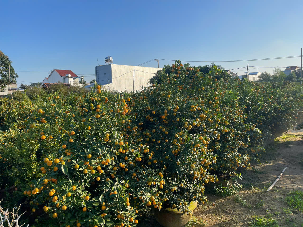 Đ&agrave; Nẵng: "Thủ phủ" quất cảnh Cẩm H&agrave; chạy đua nước r&uacute;t đ&oacute;n Tết B&iacute;nh Ngọ- Ảnh 2.