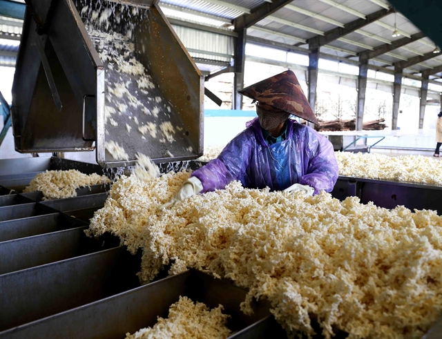 H&agrave;ng chục ngh&igrave;n tấn 'v&agrave;ng trắng' của Việt Nam ồ ạt đổ bộ quốc gia l&aacute;ng giềng: 1/3 thế giới ưa chuộng, diện t&iacute;ch trồng hơn 900.000 ha- Ảnh 1.