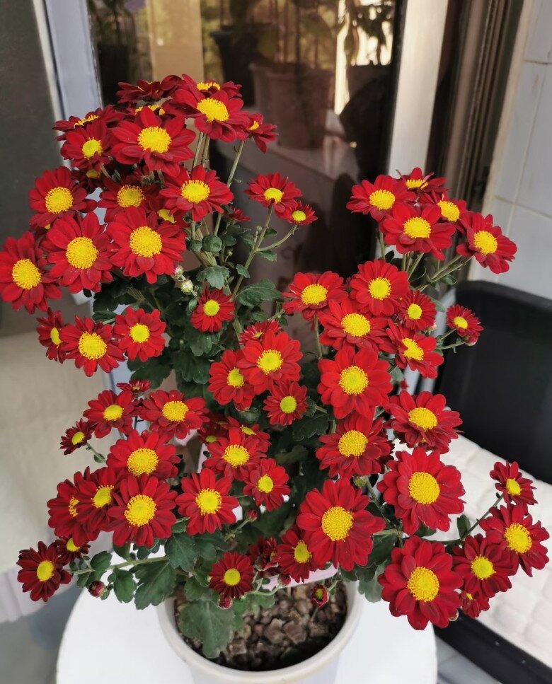 C&acirc;y Tết nh&agrave; gi&agrave;u m&ecirc; mệt: Hoa bung nở rực s&aacute;ng cả khung h&igrave;nh, chưng g&oacute;c n&agrave;o cũng đẹp sang v&ocirc; c&ugrave;ng tận- Ảnh 2.