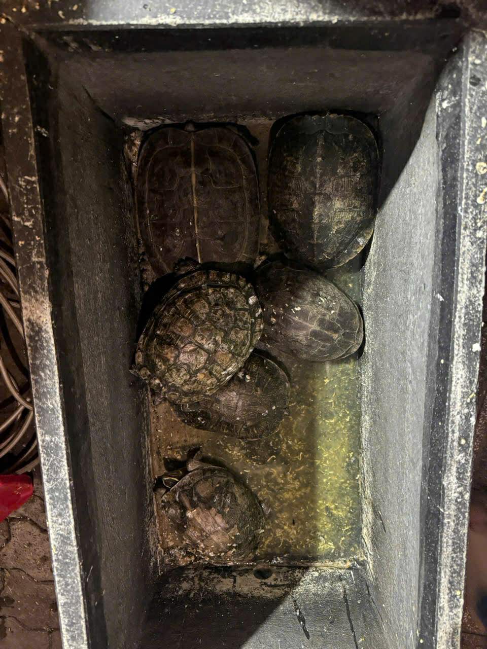 Đi ch&ugrave;a kh&ocirc;ng phải để cầu an, nh&oacute;m thanh ni&ecirc;n tranh thủ "bế" lu&ocirc;n d&agrave;n r&ugrave;a khủng 10kg/con đem b&aacute;n- Ảnh 2.