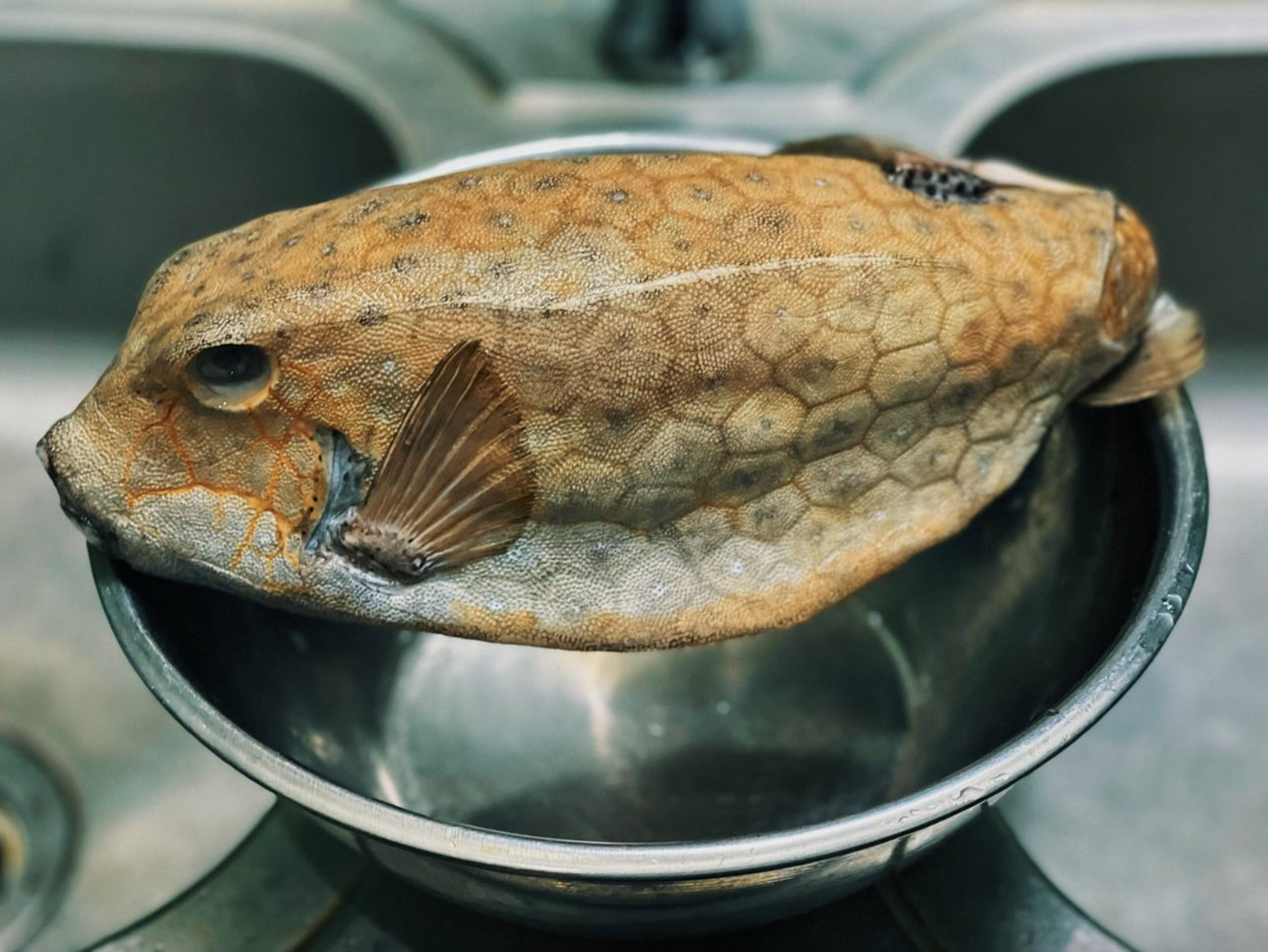 "Qu&aacute;i ngư" c&oacute; h&igrave;nh h&agrave;i đ&aacute;ng sợ ở v&ugrave;ng biển miền Trung, nh&igrave;n gh&ecirc; nhưng được săn l&ugrave;ng d&ugrave; gi&aacute; tiền triệu- Ảnh 1.